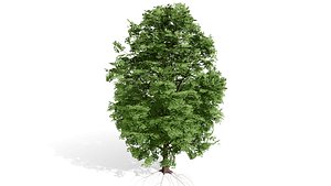 3D Shumard Oak Tree Collection