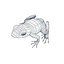 Atelopus Frosch 02 von 3DRivers