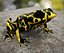 Atelopus Frosch 02 von 3DRivers