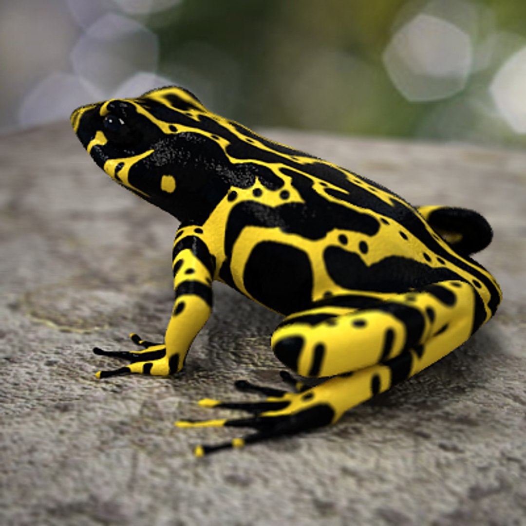 Max Atelopus Frog