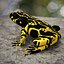 Atelopus Frosch 02 von 3DRivers