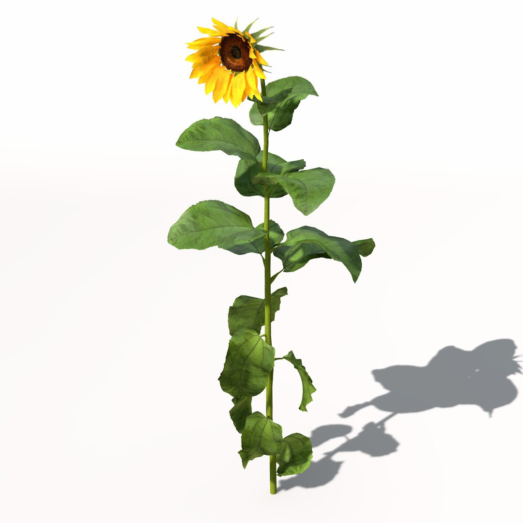 sunflower plant sun 3d model https://p.turbosquid.com/ts-thumb/pN/9jc2KA/77hNE7LH/hg14sunflower7/jpg/1462561455/1920x1080/fit_q87/2113b6186f146df64fcb812353c82acf278c7d10/hg14sunflower7.jpg