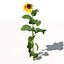 XfrogPlants Girasol