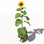 XfrogPlants Girasol