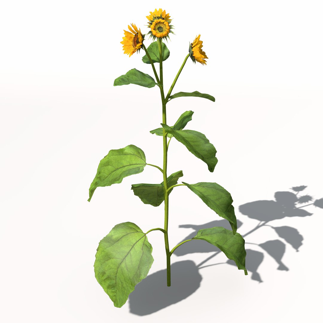 sunflower plant sun 3d model https://p.turbosquid.com/ts-thumb/pN/9jc2KA/CgVpyuyR/hg14sunflower4/jpg/1462561455/1920x1080/fit_q87/11148734fc7b418e5cbe7946eb2201b5fc12e09d/hg14sunflower4.jpg