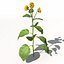 XfrogPlants Girasol