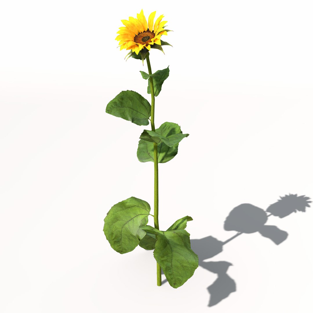 sunflower plant sun 3d model https://p.turbosquid.com/ts-thumb/pN/9jc2KA/CkdjpTLv/hg14sunflower3/jpg/1462561455/1920x1080/fit_q87/6b18bd11170a55d0741db08925943c75e53647b0/hg14sunflower3.jpg