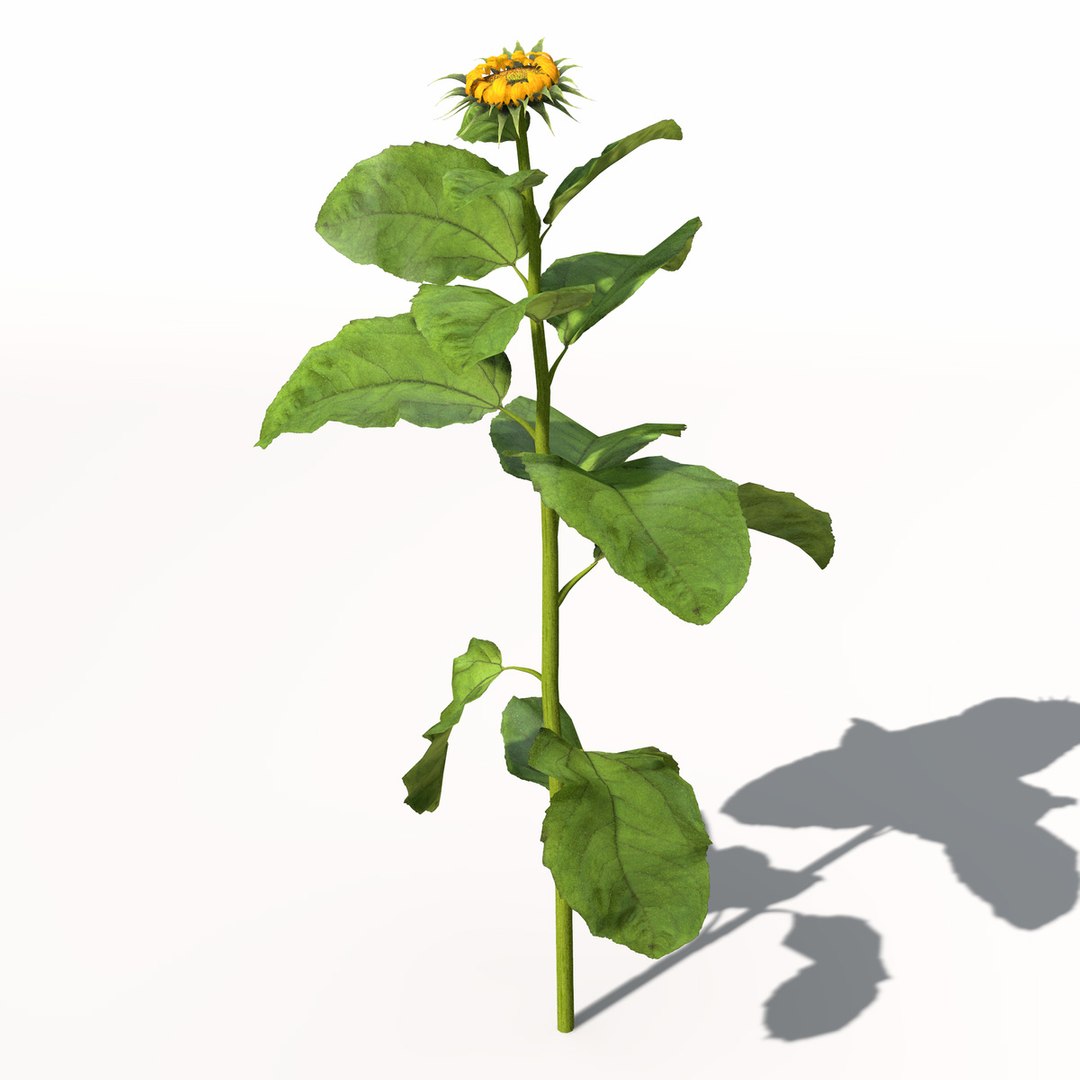 sunflower plant sun 3d model https://p.turbosquid.com/ts-thumb/pN/9jc2KA/GOLB7eTM/hg14sunflower2/jpg/1462561455/1920x1080/fit_q87/fea632c1be31a9808e3e404f4b1de397c734ed6e/hg14sunflower2.jpg