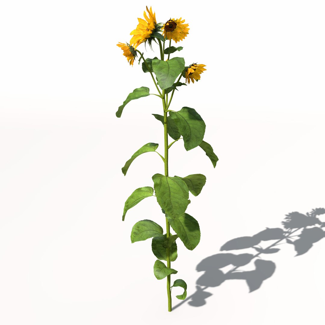 sunflower plant sun 3d model https://p.turbosquid.com/ts-thumb/pN/9jc2KA/JfWMm3bO/hg14sunflower9/jpg/1462561455/1920x1080/fit_q87/9cc347419f0b16c1e241ed4325bdb748da563a43/hg14sunflower9.jpg