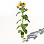 XfrogPlants Girasol