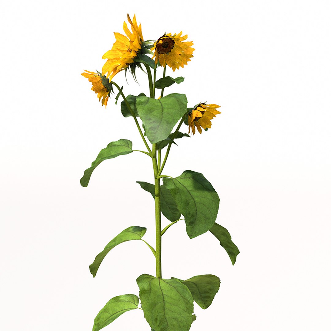 sunflower plant sun 3d model https://p.turbosquid.com/ts-thumb/pN/9jc2KA/ZyUhNgXB/vg14_perspective_0009_zoom/jpg/1342643359/1920x1080/fit_q87/2dc9855fc5d71e4bbea340c8b5c2c6ef5a3cafc8/vg14_perspective_0009_zoom.jpg
