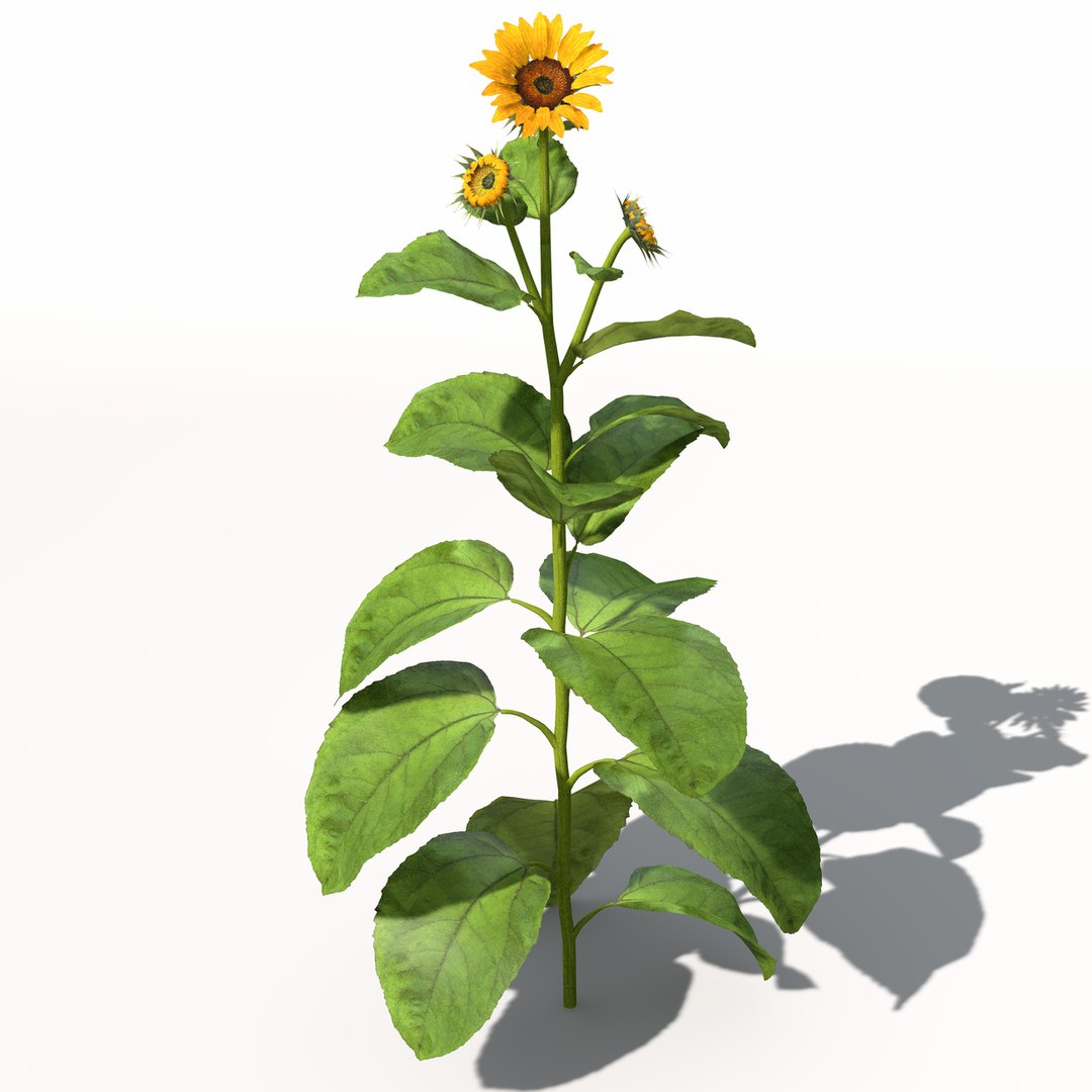 sunflower plant sun 3d model https://p.turbosquid.com/ts-thumb/pN/9jc2KA/bWDIRgBI/hg14sunflower6/jpg/1462561455/1920x1080/fit_q87/71298b452895c7d47d1dd2388609a0f581d9d0d6/hg14sunflower6.jpg