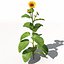 XfrogPlants Girasol