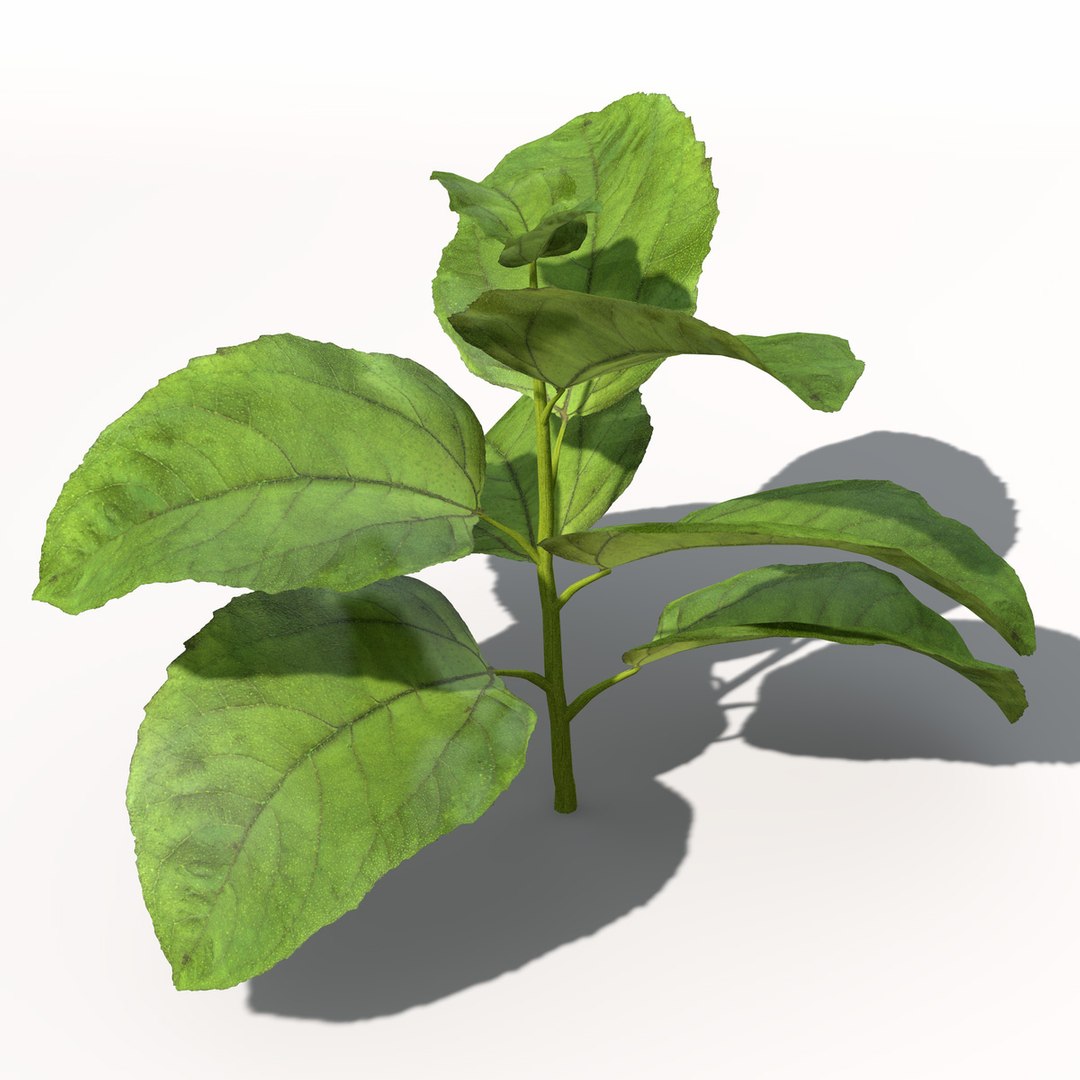 sunflower plant sun 3d model https://p.turbosquid.com/ts-thumb/pN/9jc2KA/iSCohqMf/hg14sunflower1/jpg/1462561455/1920x1080/fit_q87/d0cd016910e411f69a9740c171ece4edb8bdce0c/hg14sunflower1.jpg