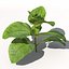 XfrogPlants Girasol