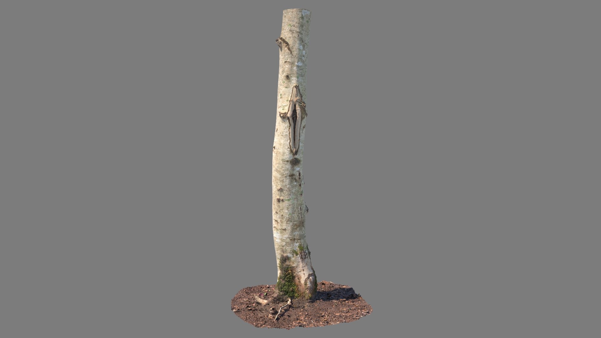 3D model Scanned Tree Trunks Collection Forest and Fruit Trees https://p.turbosquid.com/ts-thumb/pN/CMgs7h/KW/forest_tree_trunk_02_context/jpg/1700830766/1920x1080/fit_q87/c56ac9ab0004f225d40203bb0ebfc11618509070/forest_tree_trunk_02_context.jpg
