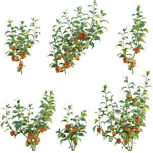 Capsicum annuum - Bell pepper