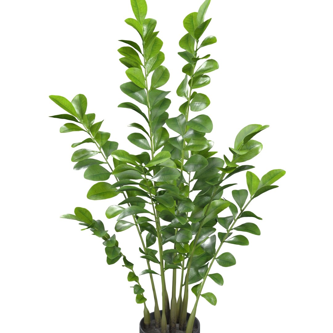 Zanzibar Gem Plant PBR 3D model https://p.turbosquid.com/ts-thumb/pN/HEnoFV/4s/1920_view04/jpg/1718517164/1920x1080/fit_q87/694c6abc9a030669e72d6c7b5f30857e5f4cdac7/1920_view04.jpg