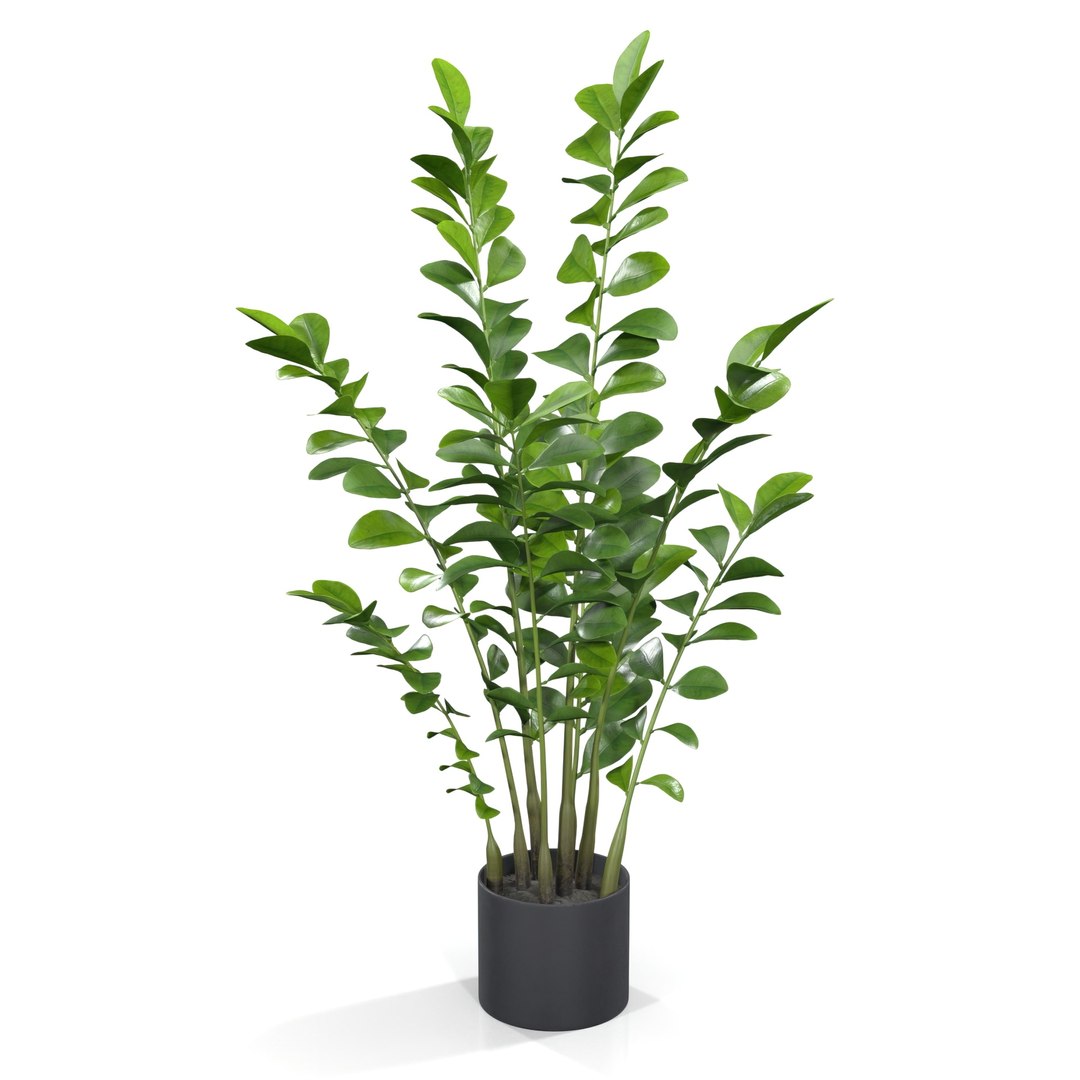 Zanzibar Gem Plant PBR 3D model https://p.turbosquid.com/ts-thumb/pN/HEnoFV/6n/1920_view01/jpg/1718517160/1920x1080/fit_q87/09331d98667a63075ccc52d0f2a561d5e3bef378/1920_view01.jpg
