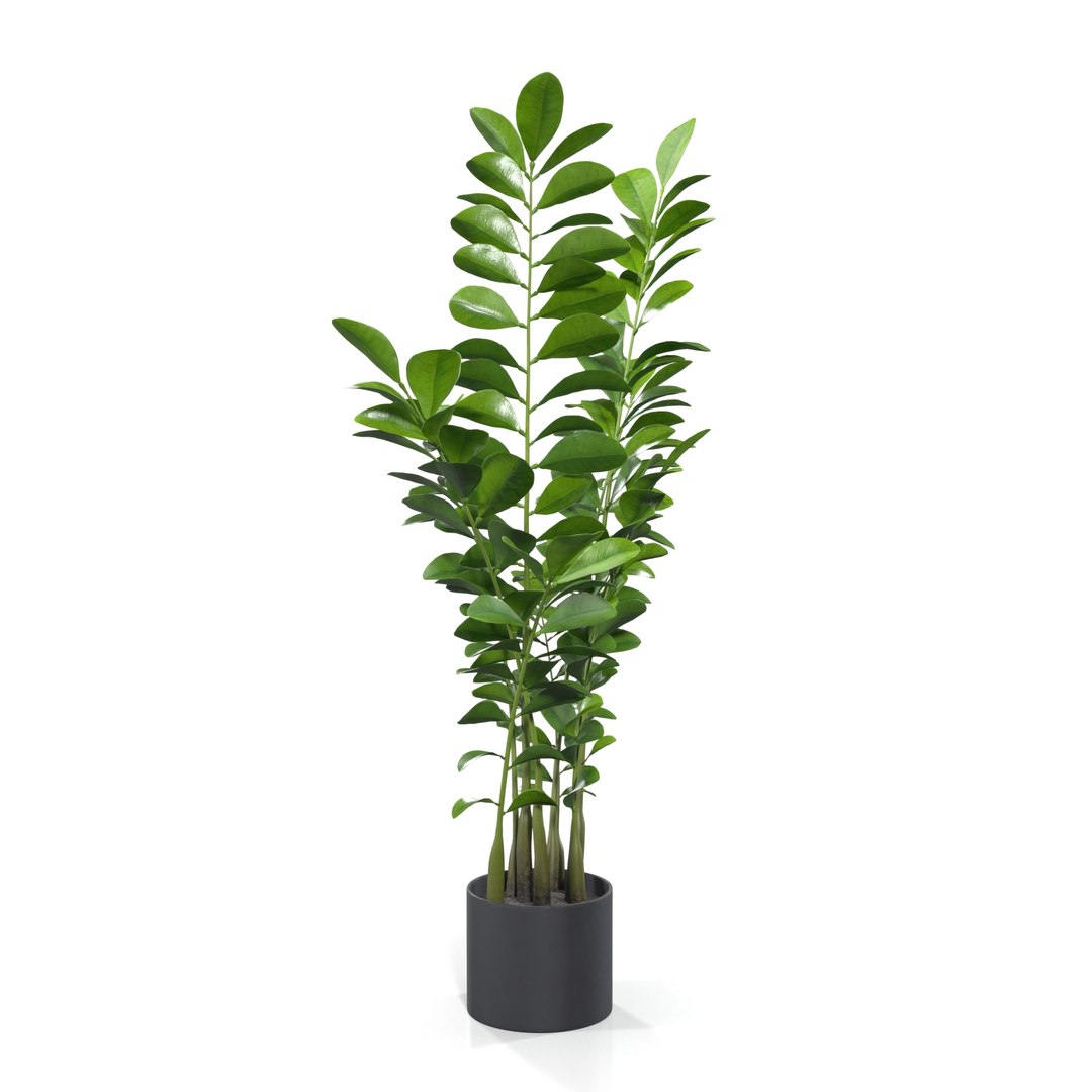 Zanzibar Gem Plant PBR 3D model https://p.turbosquid.com/ts-thumb/pN/HEnoFV/BY/1920_view03/jpg/1718517162/1920x1080/fit_q87/cd1ba891e930d504ed491798d73cf8a180584fe6/1920_view03.jpg