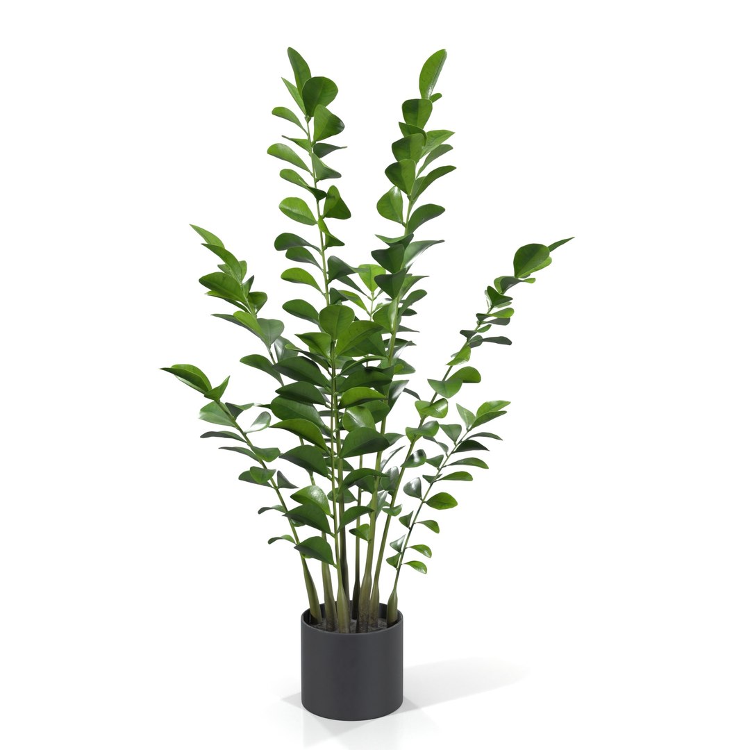 Zanzibar Gem Plant PBR 3D model https://p.turbosquid.com/ts-thumb/pN/HEnoFV/yF/1920_view05/jpg/1718517165/1920x1080/fit_q87/988850cb8ad5e47ecf2dd2c701769799d17dc382/1920_view05.jpg