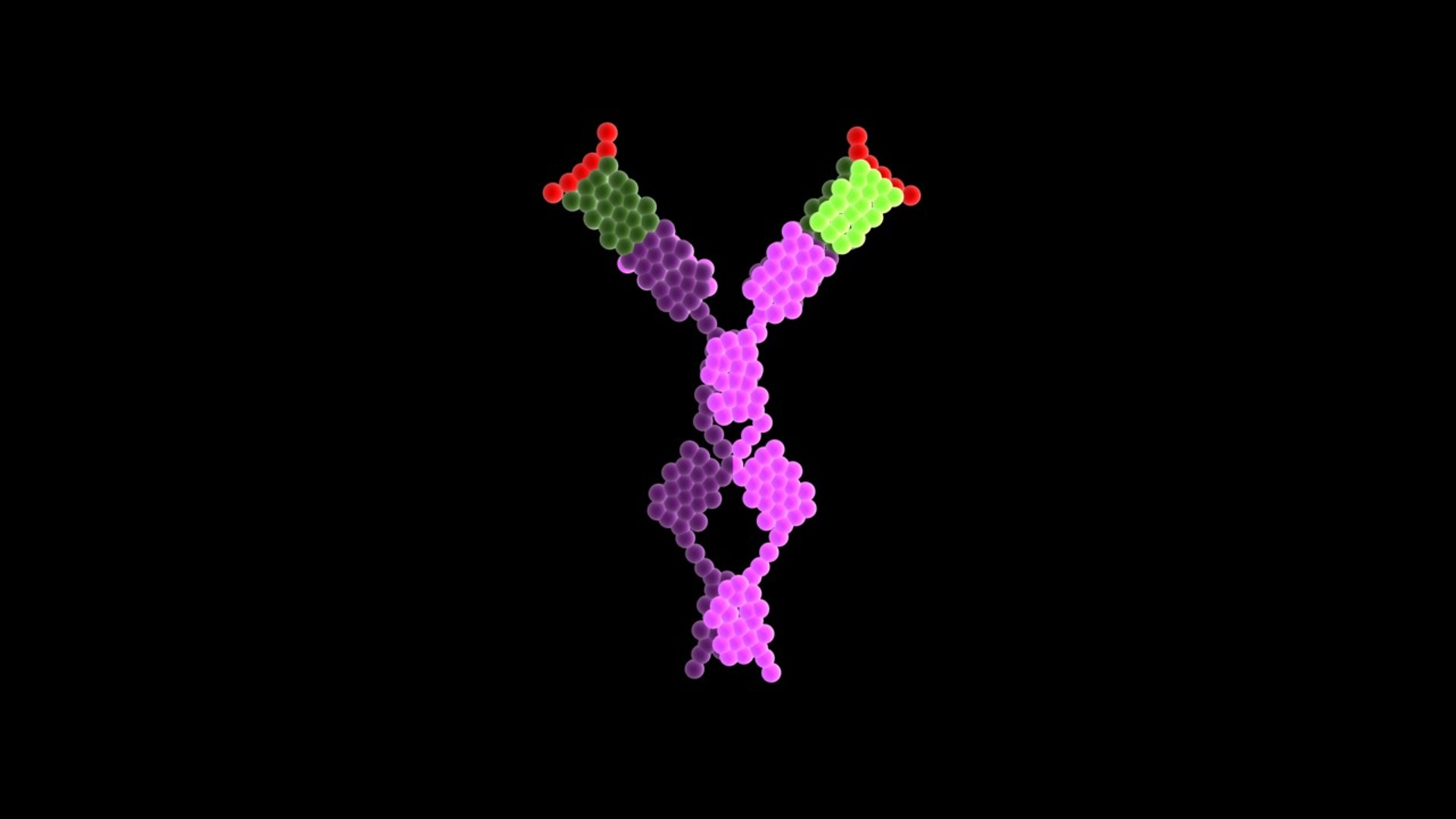 Max Antibody Ige