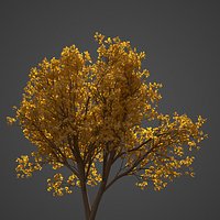 2021 PBR Persian Ironwood Collection Parrotia Persica