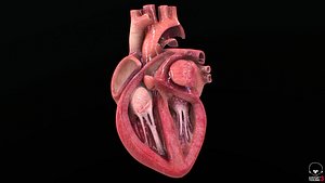 heart 3D model