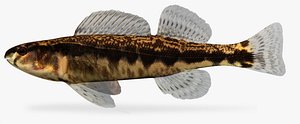 percina sciera dusky darter 3d model