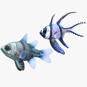 Banggai and Orbiculate Cardinalfish
