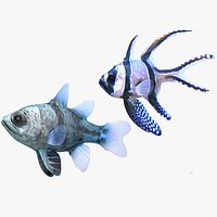Banggai and Orbiculate Cardinalfish