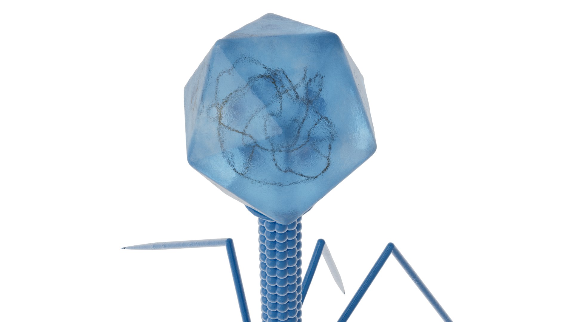 Bacteriophage Virus model https://p.turbosquid.com/ts-thumb/pN/e6t9Bf/WK/bacterioproductshot0000/png/1750079342/1920x1080/fit_q87/4c19c24c9a09ad1e97fd549aad80f9cf3a72fb95/bacterioproductshot0000.jpg