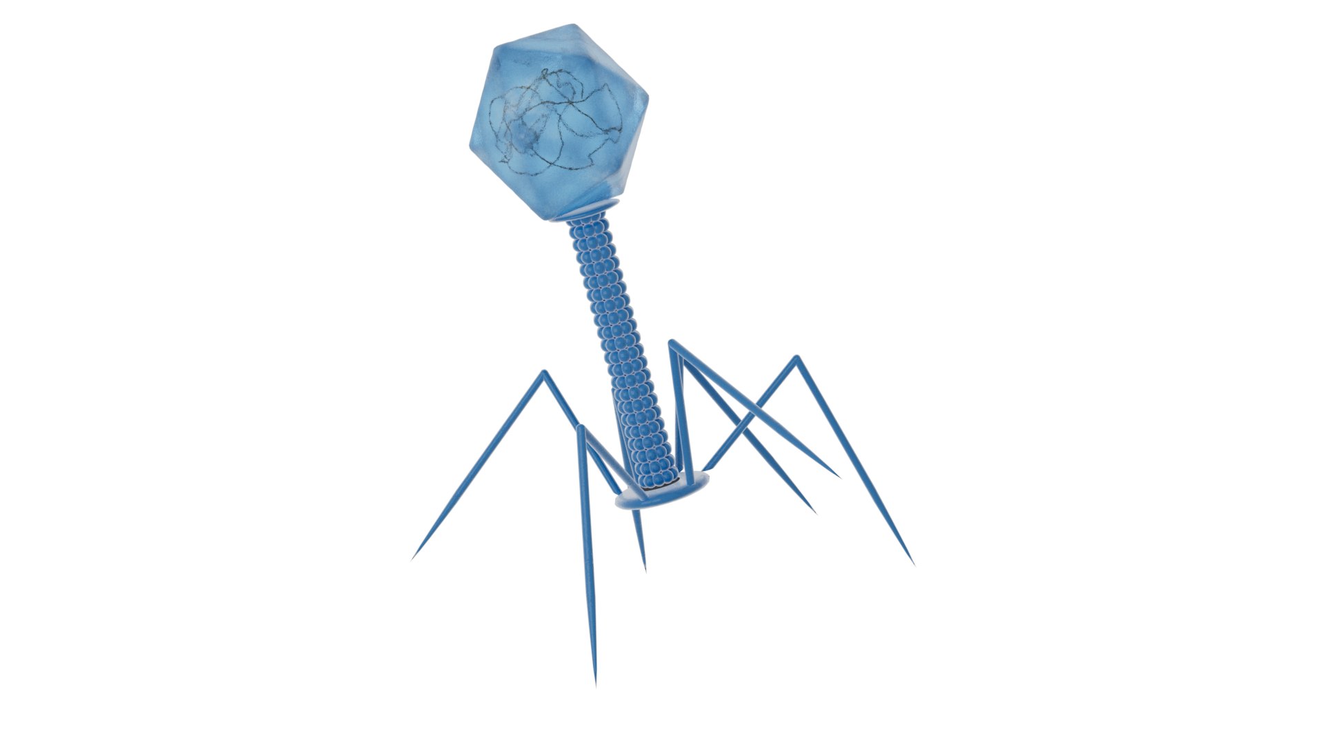 Bacteriophage Virus model https://p.turbosquid.com/ts-thumb/pN/e6t9Bf/Wa/bacterioproductshot0002/png/1750079343/1920x1080/fit_q87/35727bb337d98c12ac1ad2851985b6dae6eb0bab/bacterioproductshot0002.jpg
