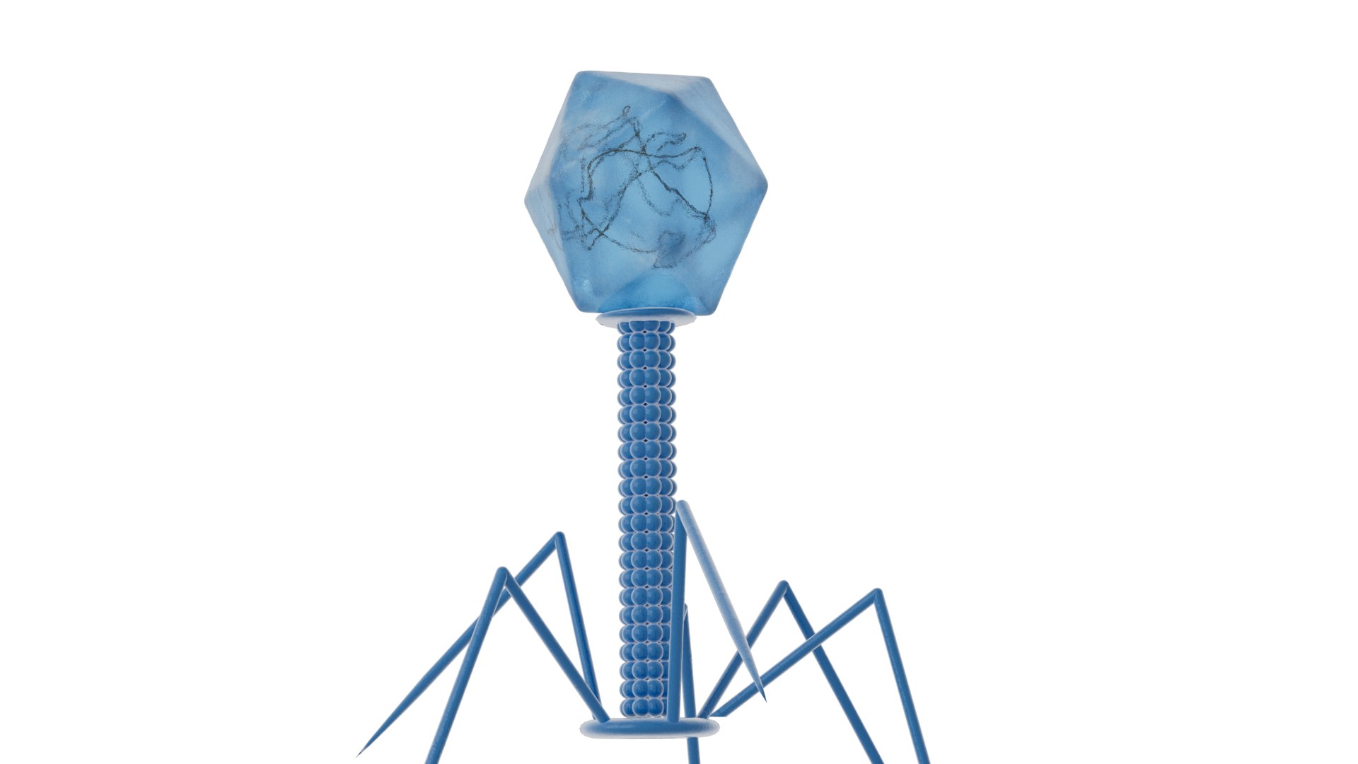 Bacteriophage Virus model https://p.turbosquid.com/ts-thumb/pN/e6t9Bf/dR/bacterioproductshot0001/png/1750079343/1920x1080/fit_q87/43ebf86d6f49e435328f9954cc24e7b79fd2d51e/bacterioproductshot0001.jpg