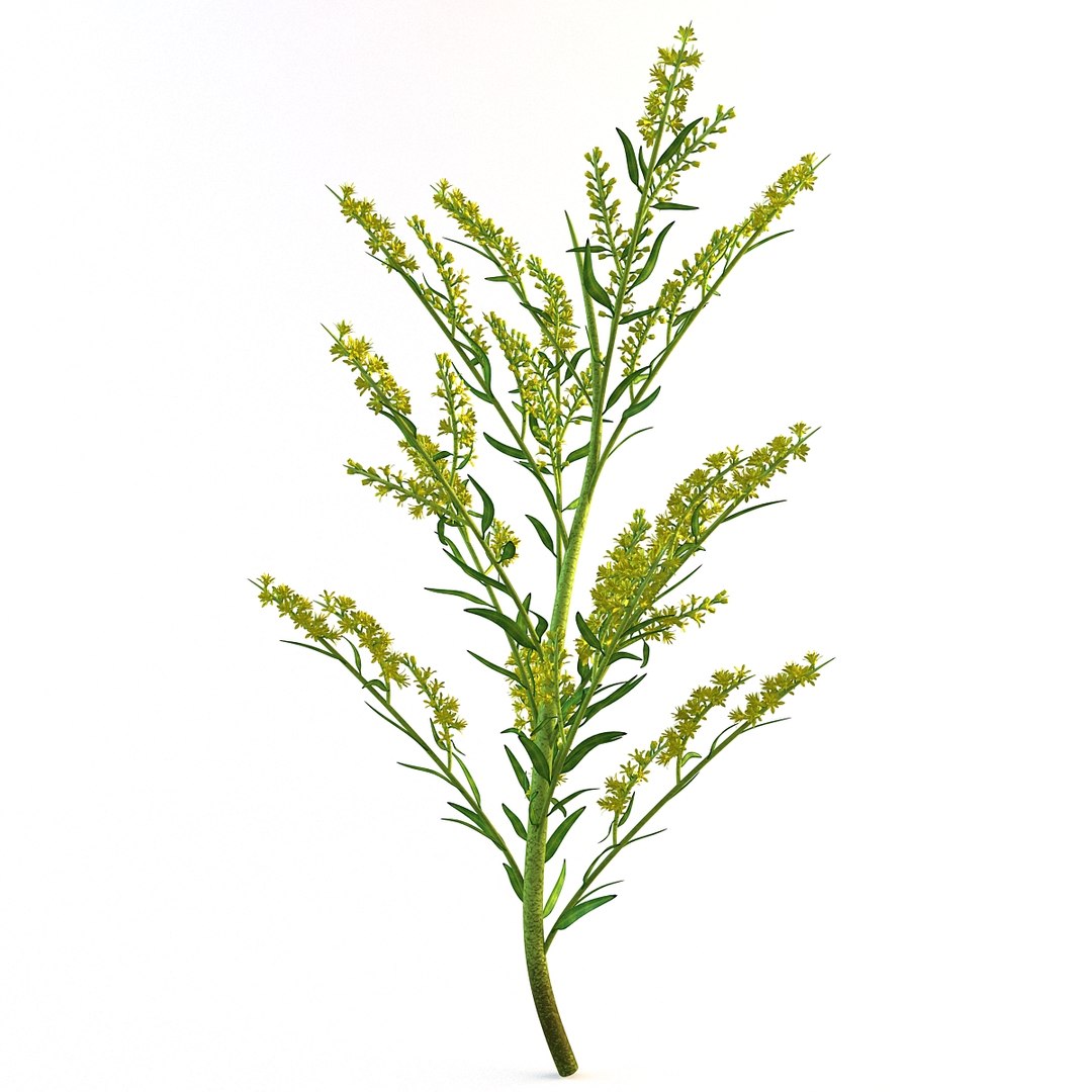 goldenrod plant 3d c4d https://p.turbosquid.com/ts-thumb/pN/e7EhDd/0yNqMzKa/113069_goldenrod_plant_007/jpg/1361456412/1920x1080/fit_q87/63ac5bc3963441eeb7f5efaaf46eade9a64c95db/113069_goldenrod_plant_007.jpg