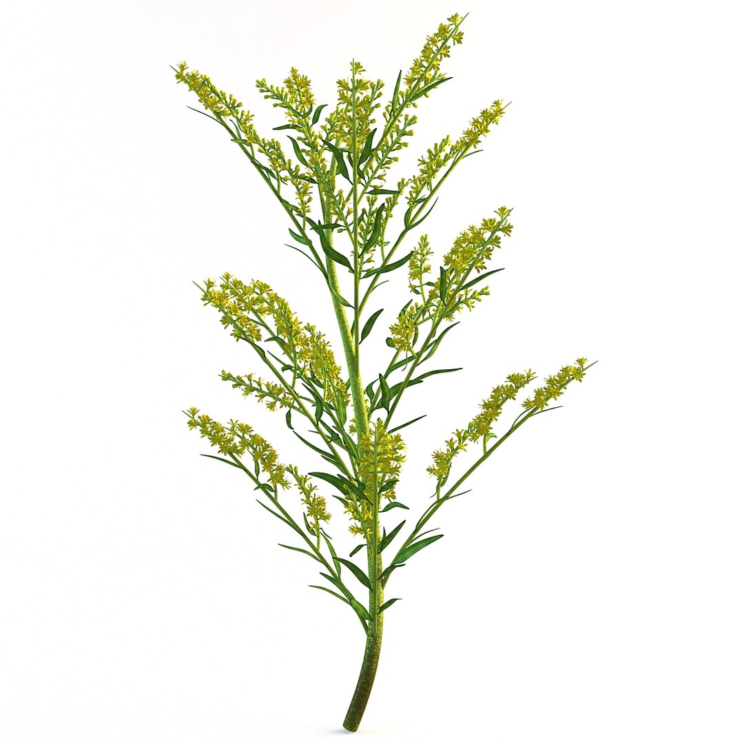 goldenrod plant 3d c4d https://p.turbosquid.com/ts-thumb/pN/e7EhDd/J4O7qRJo/113071_goldenrod_plant_009/jpg/1361456415/1920x1080/fit_q87/b0d5aac59a351e2234a4ab5b42487e222ee7811d/113071_goldenrod_plant_009.jpg