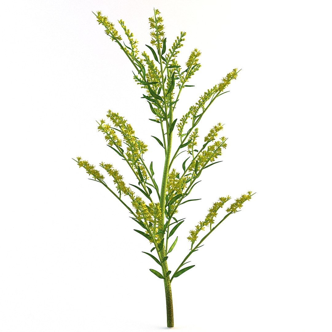 goldenrod plant 3d c4d https://p.turbosquid.com/ts-thumb/pN/e7EhDd/Z4VPETXC/113070_goldenrod_plant_008/jpg/1361456409/1920x1080/fit_q87/0a5b2a6cf62bd7b46cca203f886409f9dd37f3d3/113070_goldenrod_plant_008.jpg