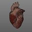 3d realistic human heart animation
