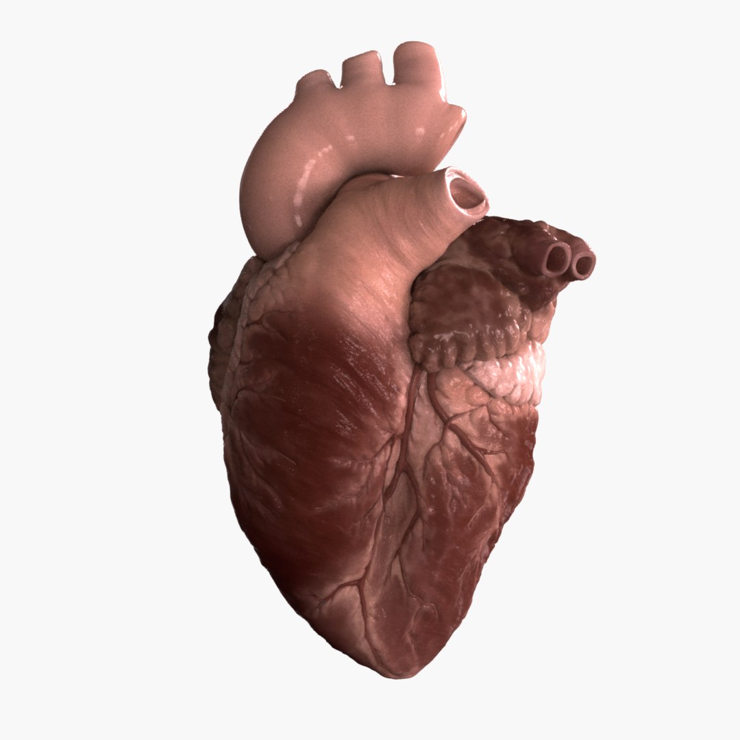 3d Realistic Human Heart Animation