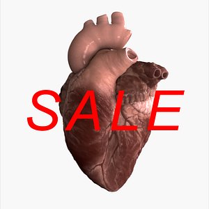 3d realistic human heart animation