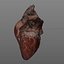 3d realistic human heart animation