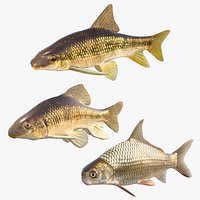 Chubsucker and Carpsucker Fish