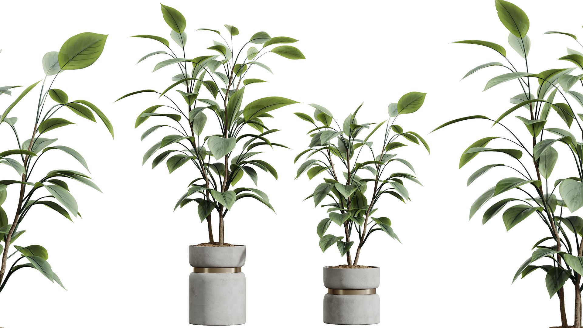 AV Indoor Plants Set 383 Yucca and Ficus Marginata and Banana Nicolai and Ficus Fig 3D model https://p.turbosquid.com/ts-thumb/pN/jFU9iA/3T/03/png/1759910810/1920x1080/fit_q87/95080ce15e51b5883ca49689a07b98464936ca44/03.jpg
