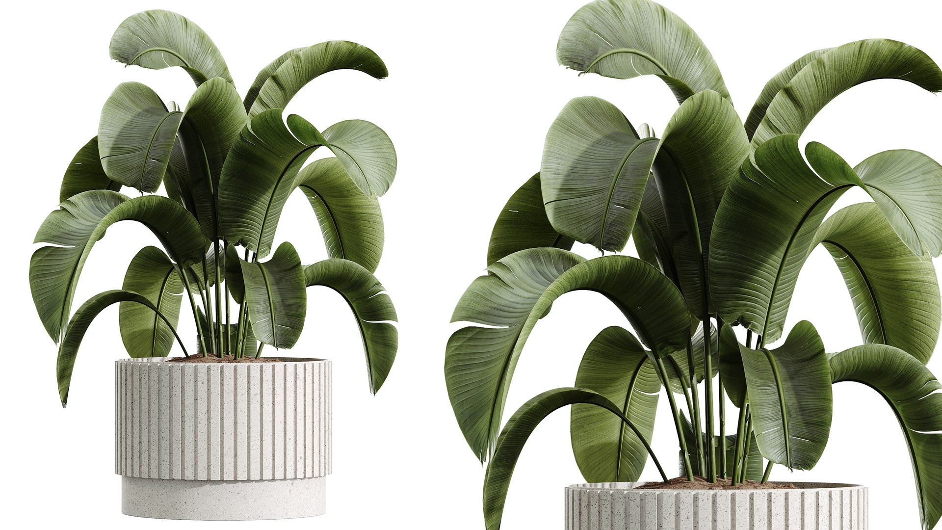AV Indoor Plants Set 383 Yucca and Ficus Marginata and Banana Nicolai and Ficus Fig 3D model https://p.turbosquid.com/ts-thumb/pN/jFU9iA/tv/06/png/1759910811/1920x1080/fit_q87/e7eacca912422aa01dad1e957970e6f4a5d38fe0/06.jpg