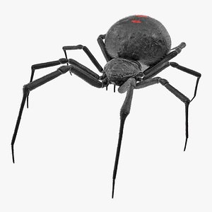 Latrodectus Spider with Fur 3D Model