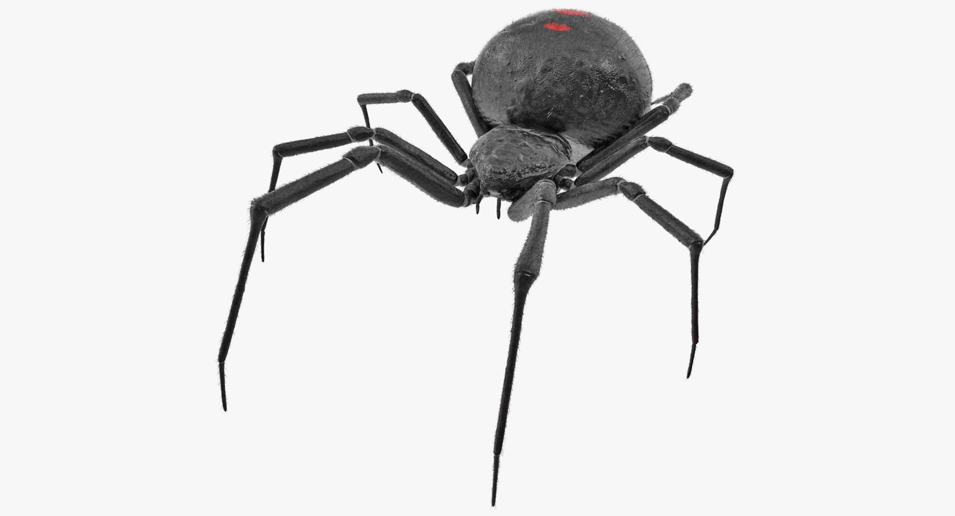 Latrodectus Spider with Fur 3D Model 3D model preview