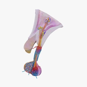 Hypothalamus with Pituitary Connection Neuroanatomy 3D Model