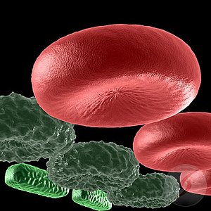 Cells & Bacillus Bacterium