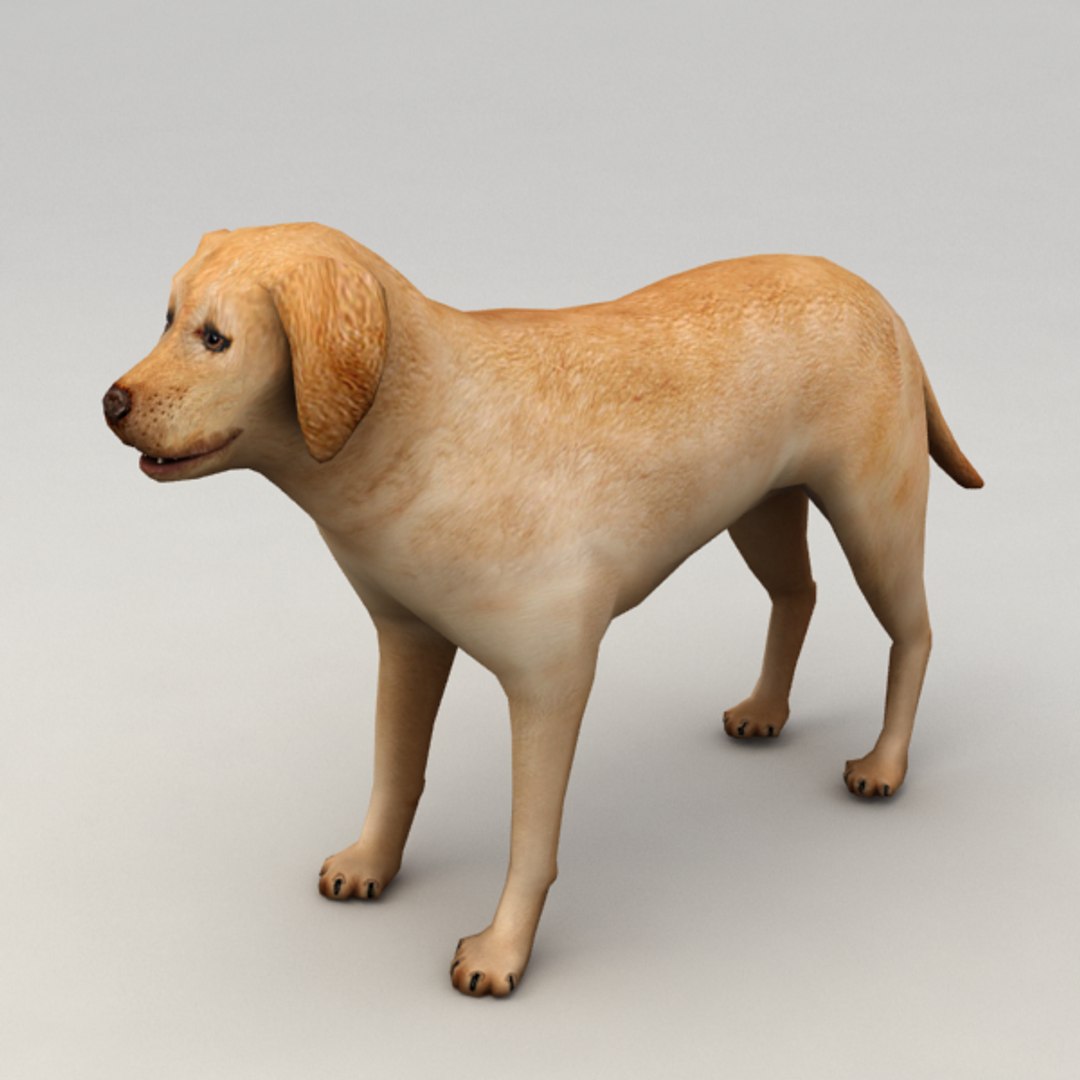 Rigged Labrador Ma