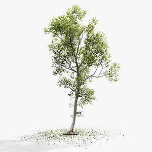 European Beech 06 3D Scanned Animated